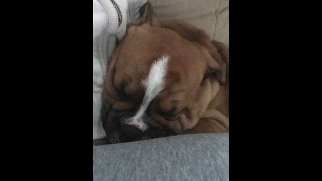 Marcus continental bulldog смотреть онлайн