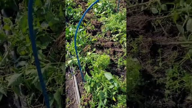 Сбор последних урожаев 🌽🫑🥕