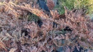 обзор на "Андора Компакт". Можжевельник горизонтальный.Andorra Compact' посадка и уход