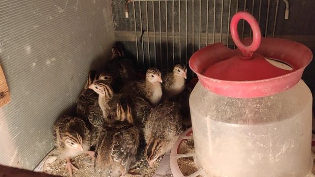 Цесарки,мои любимые птички,не забот,не хлопот. смотреть онлайн