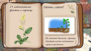 15 любопытных фактов о Сарептской горчице