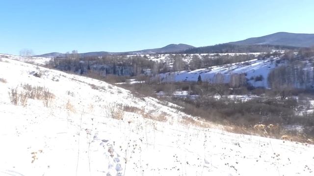 Столько зверя я не видел!!! Охота на кабана с дневным прицелом!!! смотреть онлайн