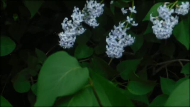 Природа. Цветущая сирень