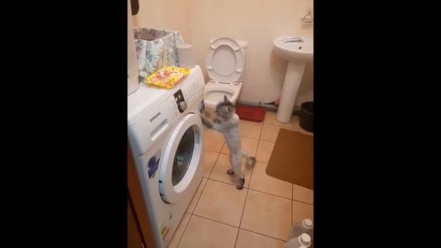 Кот боксирует стиральную машину