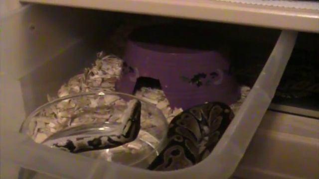 Ball Python Star Gazing? смотреть онлайн