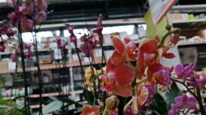 Биглипы, Kleopatra и другие орхидеи с названиями в магазине ОБИ г. Омск.