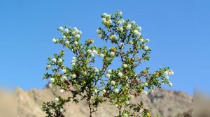 10 Организмов Которые Живут Невероятно Долго (Топ 10)