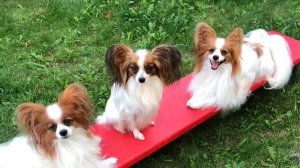 Папийоны питомника Лакшери Фаворит🤩 #папильон #papillon #papillondog