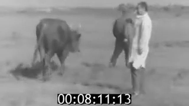 1966 год. Cелекция калмыцкой породы.
