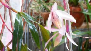 Dendrobium aphyllum, Домашние цветение 😊