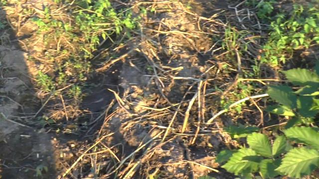 Ежевика Брунко Деликато смотреть онлайн