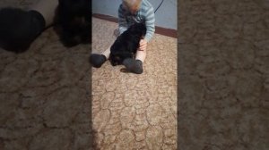 Щенок ротвейлера султан 1 месяц, забрали домой
