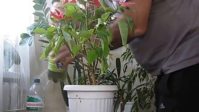 Пуансеттия (рождественская звезда ) смотреть онлайн