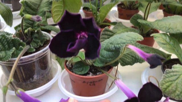 Цветущие стрептокарпусы смотреть онлайн