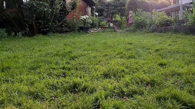 Бенгальская кошка на даче Funny cats Cute смотреть онлайн