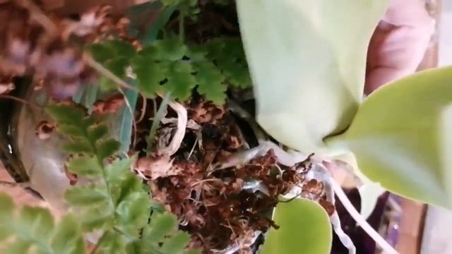 Как отделить детку от орхидеи и на что следует обратить внимание. #хештег#моишестьсоток #орхидеи