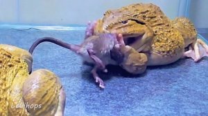 Amazing!! Giant Bullfrog Eats Big Mouse! Asian Bullfrog Live Feeding