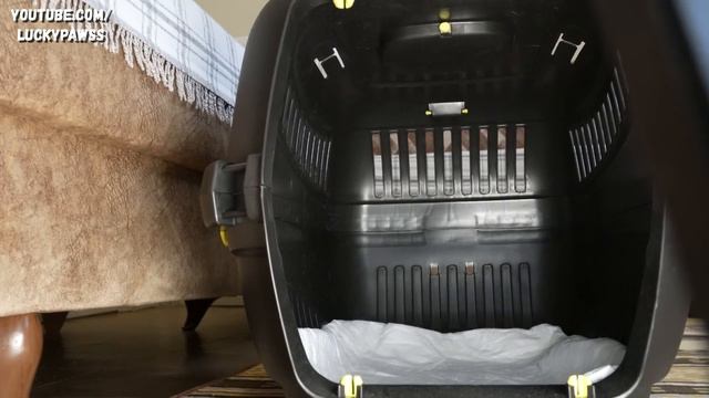 A Guy is Trying to SAVE the ANGRY KITTEN, Which The Mother Cat is Trying to PROTECT. | Lucky Paws смотреть онлайн