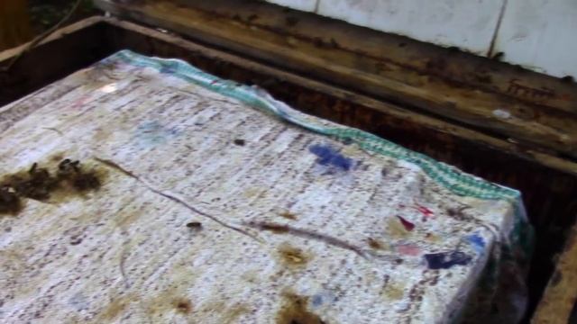 Обзор пчелиной пасеки художника в деревне