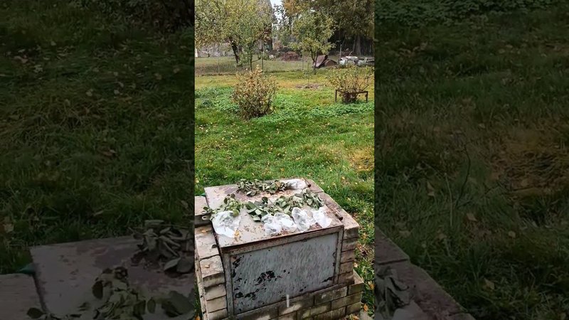 Град помешал сажать черенки кустовых роз. Блог о цветах.