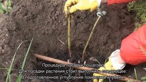 Пион Энджел Чикс (Paeonia Angel Cheeks) — характеристики сорта