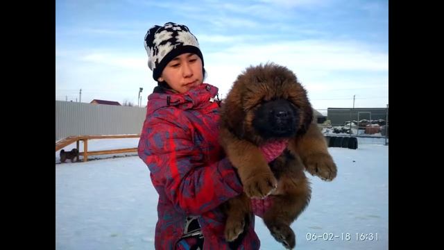 Щенки тибетского мастифа 100% Китай. http://beliy-lekar.ru/ смотреть онлайн