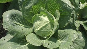 Почему трескается капуста? Что делать, чтобы кочаны НЕ ЛОПАЛИСЬ, и как спасти урожай капусты