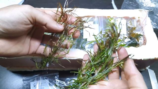 СУПЕР АКВАРИУМНАЯ РАСПАКОВКА АКВАРИУМНЫХ РАСТЕНИЙ смотреть онлайн