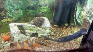 Пангасиус (акулий сом) \ Pangasianodon hypophthalmus