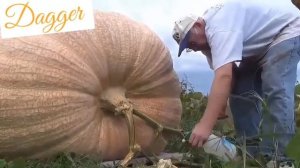 .Тыква гигант .выращивание больших тыквок