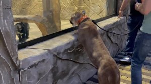 Месси в гостях в экопарке Биосфера! Розыгрыш подарка!