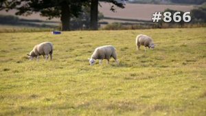 #866. Овцы и бараны (В мире животных)