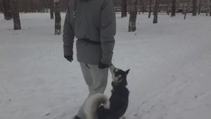 Кирилл и хаски Фрея. Занятие по дрессировке (начальное послушание): обучение собаки движению рядом.