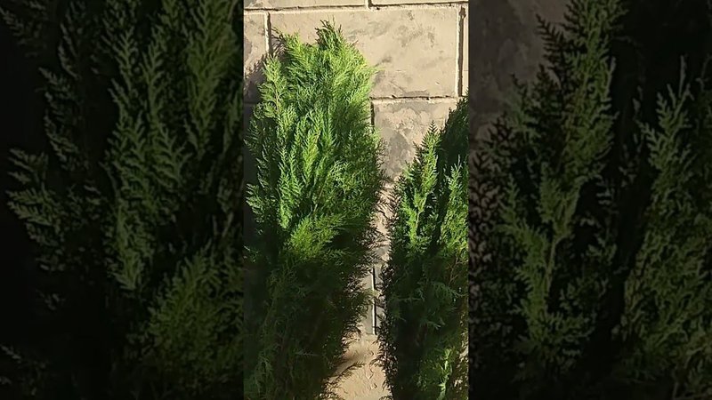 покупочка для сада