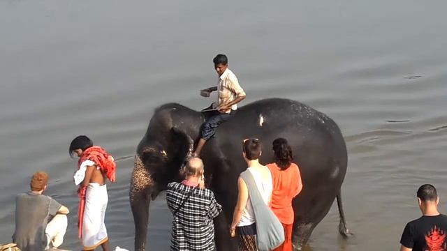 Слониха Лакшми благославляет людей и купается. Хампи смотреть онлайн