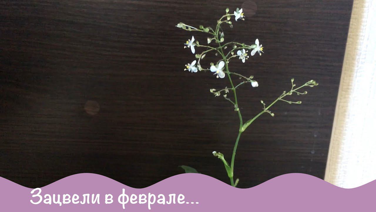 Как цветут Мурдания и Хойя Эскимо. Комнатные цветы.