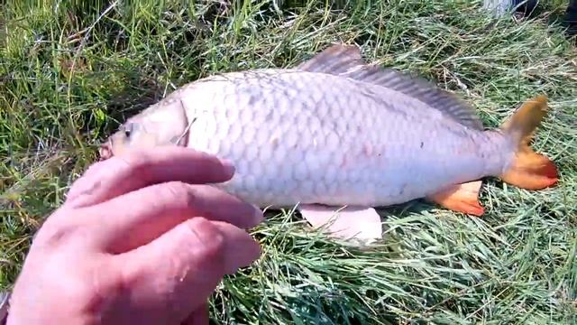 Банновка 2018 смотреть онлайн