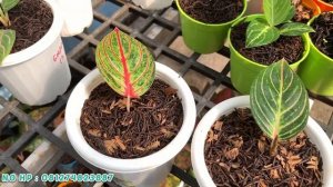 PECINTA BABY AGLAONEMA WAJIB SIMAK VIDEO INI ‼️