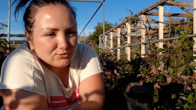 Как посадить саженцы ежевики с ЗКС