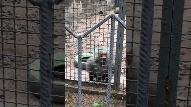 Hello, Mister Monkey! 🐒 Обезьяна 🦍 Одесский зоопарк смотреть онлайн