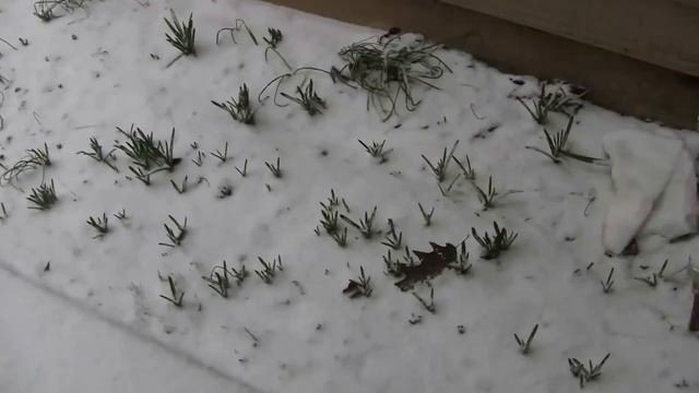 К нам пришла зима. США, Портленд штат Орегон. смотреть онлайн