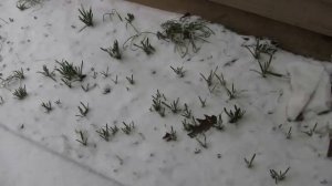 К нам пришла зима. США, Портленд штат Орегон.