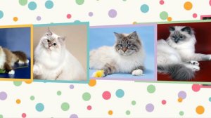 Невский маскарадный коты!