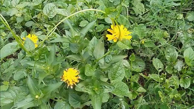 Three yellow flowers grow between a forest of weeds смотреть онлайн