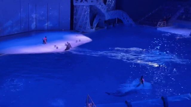 Москвариум | симфоническое шоу «морская симфония» | шоу касаток | шоу дельфинов |вднх | океанариум