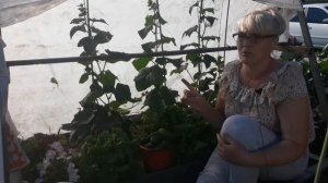 Бурая пятнистость на огурцах. Кладоспориоз"Оливковая пятнистость"