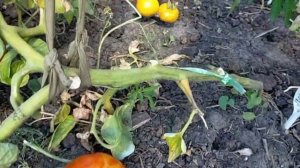 Японский карлик! Полный обзор томата