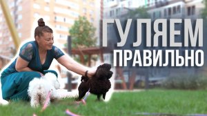 Как правильно гулять со своей собакой.