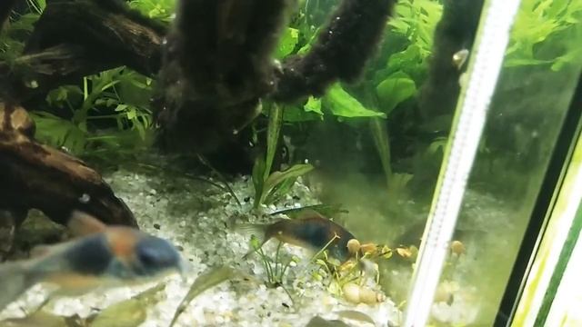 Нерест коридорасов Венесуэла оранж. смотреть онлайн