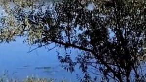 дикая  собака  Динго Азиатская,